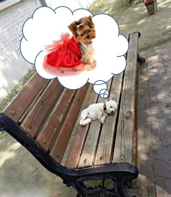Imagem engraçada Dormi na Praça, Pensando Nela no iPiadas