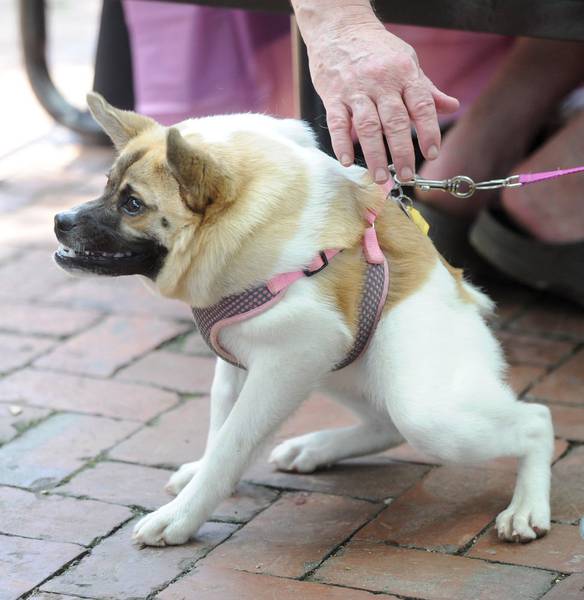 Imagem engraçada Cãozinho Lindo no iPiadas