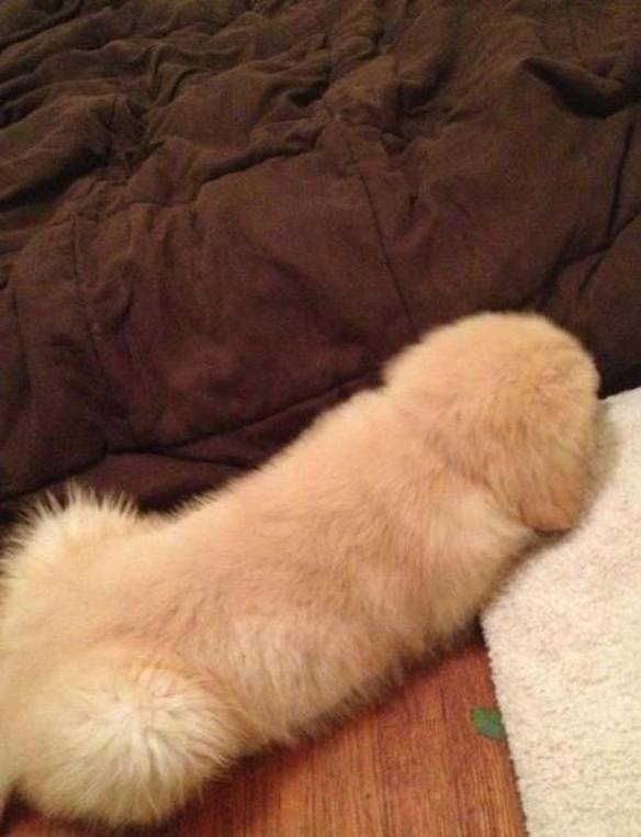 Imagem engraçada Se Você Não Vê Um Cachorro... no iPiadas