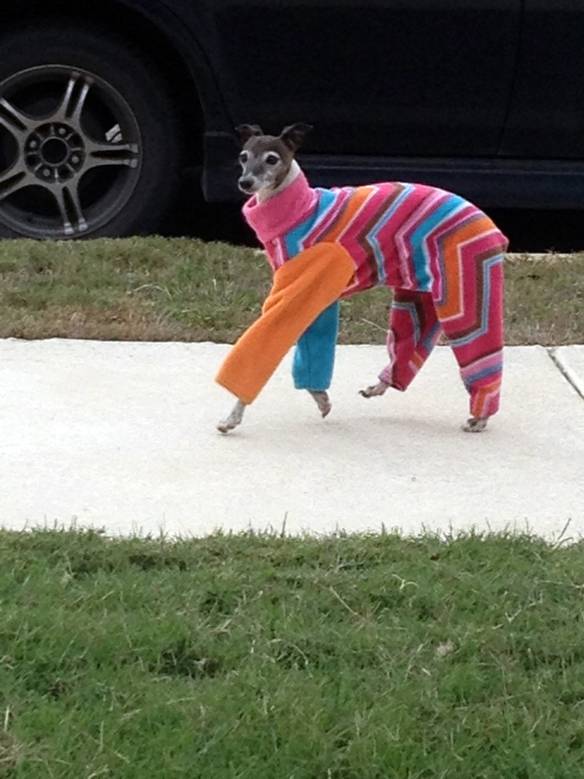 Imagem engraçada Cão de Classe no iPiadas