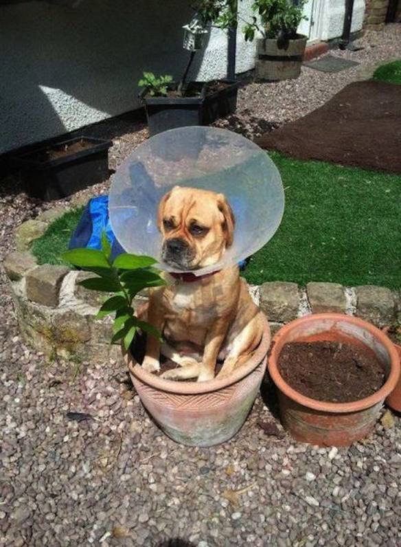 Imagem engraçada Agora Sou Uma Flor no iPiadas
