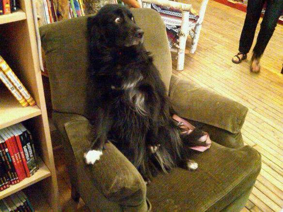 Imagem engraçada Cão Acuado no iPiadas
