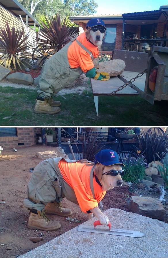 Imagem engraçada Obra do Cão no iPiadas