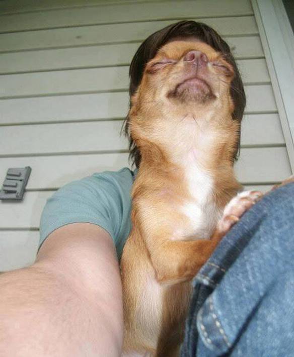 Imagem engraçada Cachorro Fotogênico no iPiadas