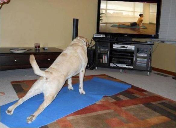 Imagem engraçada Ioga Canino no iPiadas