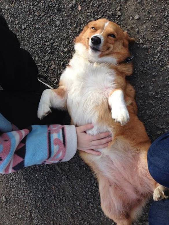Imagem engraçada Prazer Canino no iPiadas