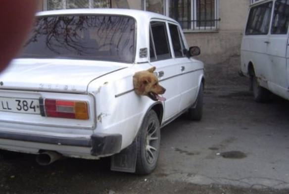 Imagem engraçada Abastecimento Canino no iPiadas