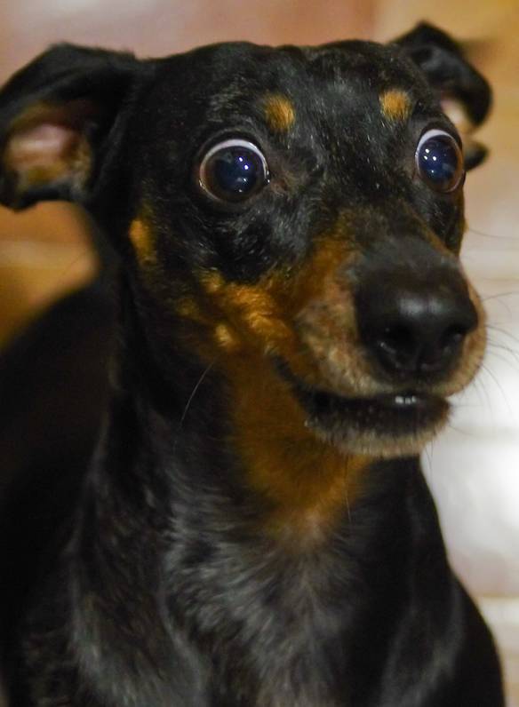 Imagem engraçada Que Porra É Essa? no iPiadas