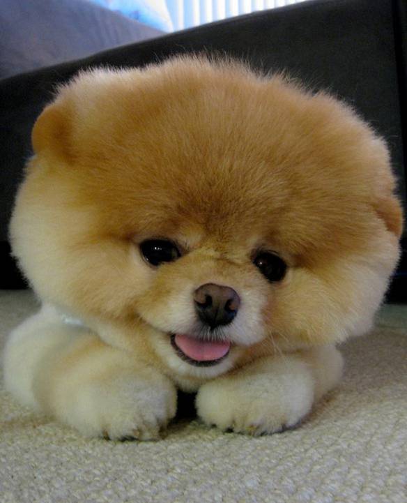 Imagem engraçada Bolinha de Pelo no iPiadas