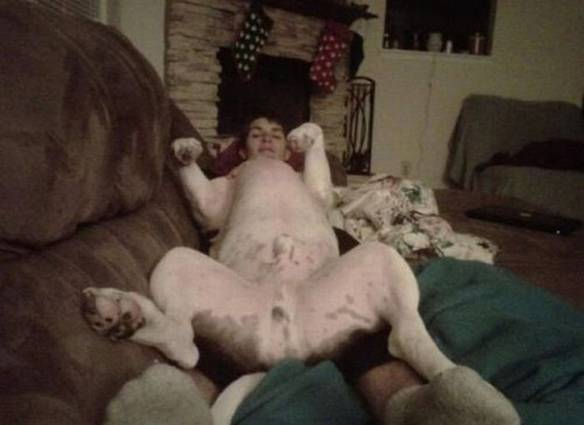 Corpo Canino