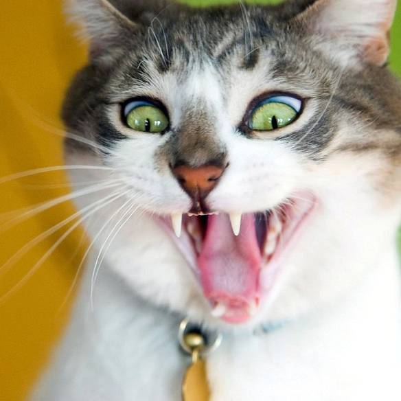 Imagem engraçada Minha Cara Quando Meu Celular Cai na Água no iPiadas