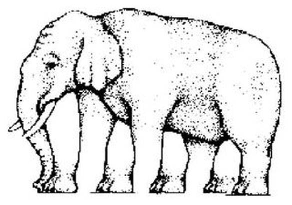 Imagem engraçada Quantas Patas? no iPiadas