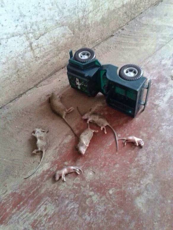 Imagem engraçada Carro do Ratinho Capota e Ninguém Sobrevive no iPiadas