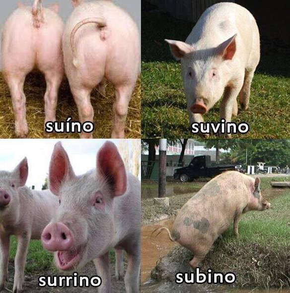Imagem engraçada Suíno... no iPiadas