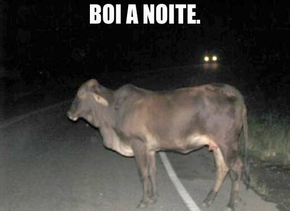 Imagem engraçada Boi a Noite no iPiadas