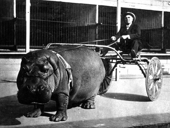 Imagem engraçada Quem Não Tem Cavalo... no iPiadas