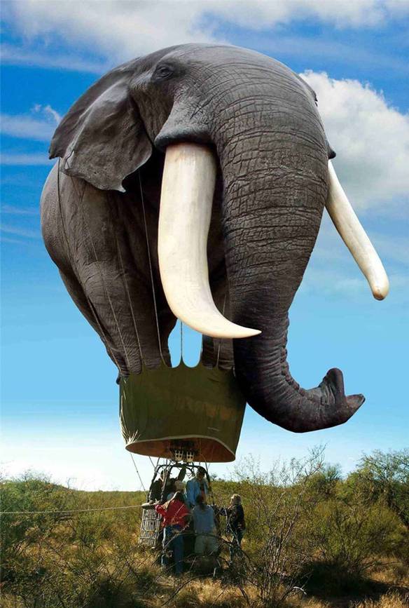 Imagem engraçada Mais Leve Que Um Elefante no iPiadas