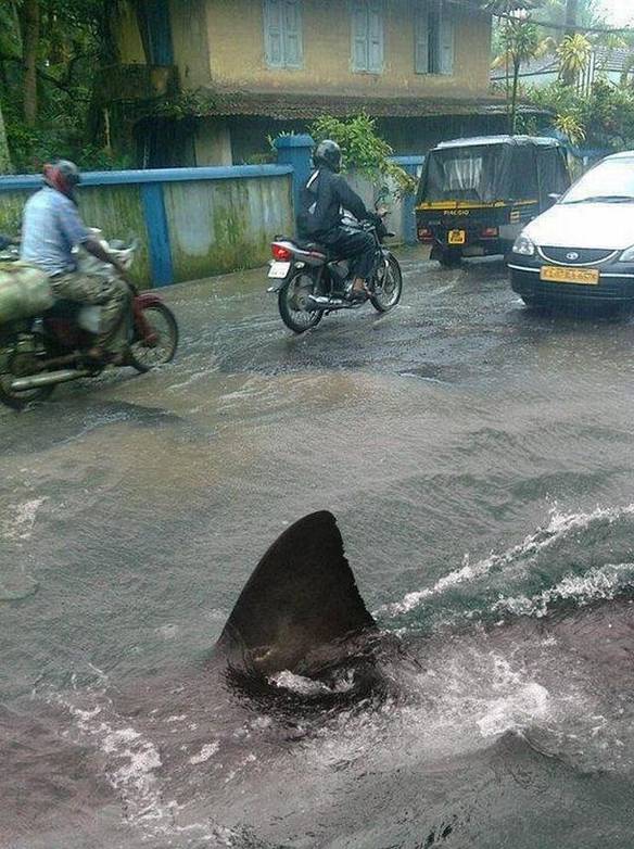 Imagem engraçada Tome Cuidado no Trânsito no iPiadas