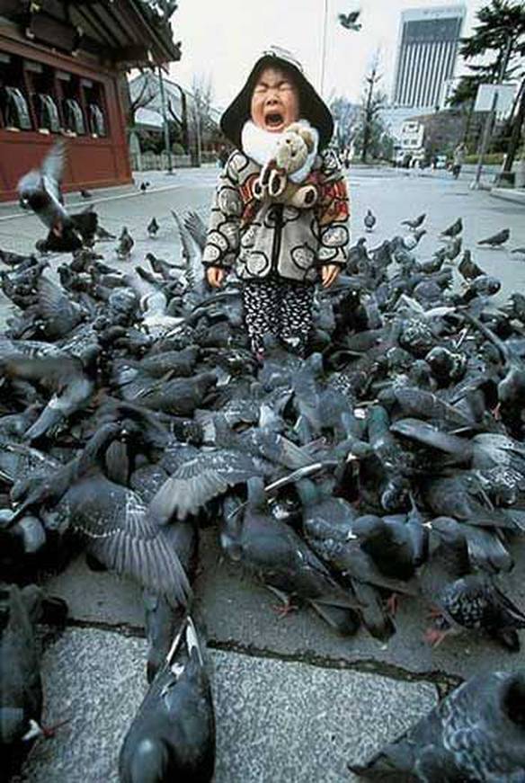Imagem engraçada Só alguns pombinhos no iPiadas