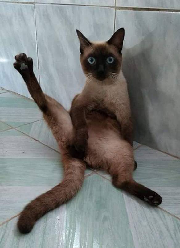 Imagem engraçada Quando o Anfitrião Fala Que a Casa É Nossa... no iPiadas