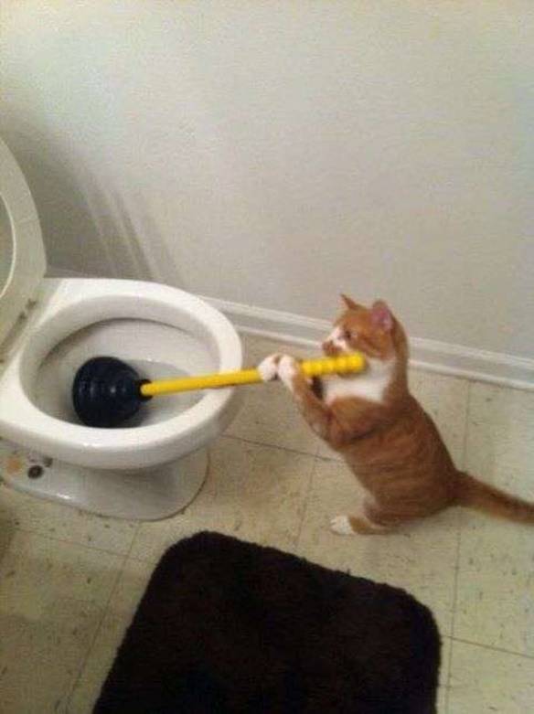 Imagem engraçada Tudo Eu Nessa Casa no iPiadas