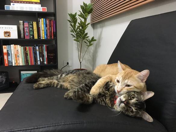Imagem engraçada Podia Ser Nós Dois, Mas Você Não Colabora no iPiadas