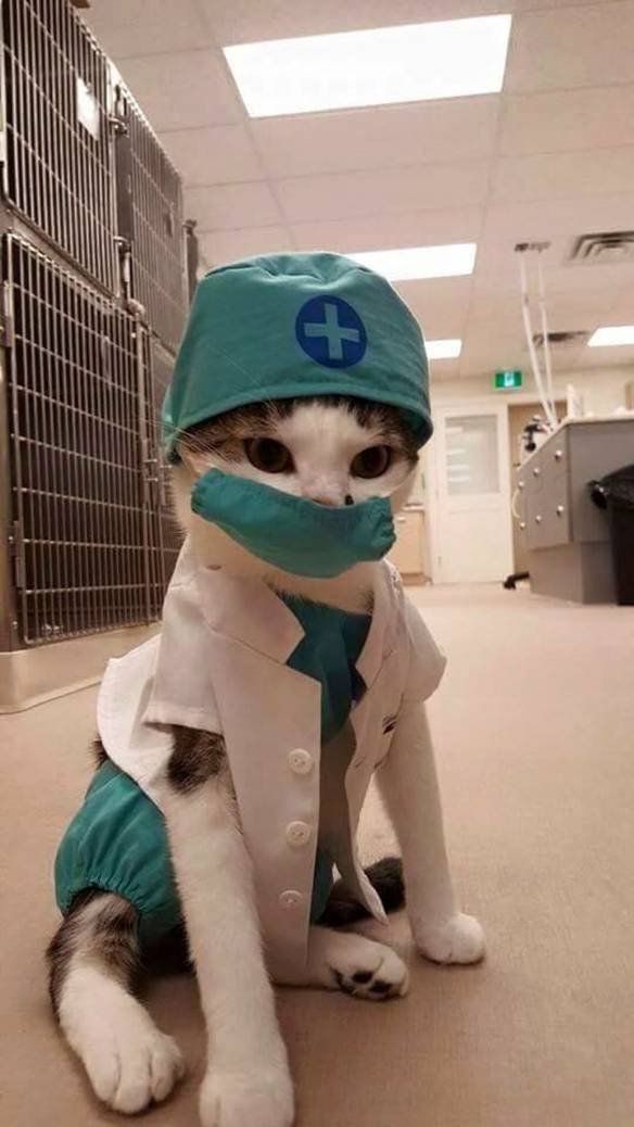Imagem engraçada Esse Médico É Um Gato no iPiadas