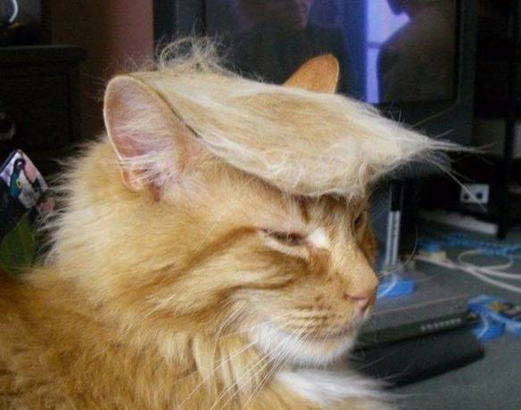 Imagem engraçada Cat Trump no iPiadas