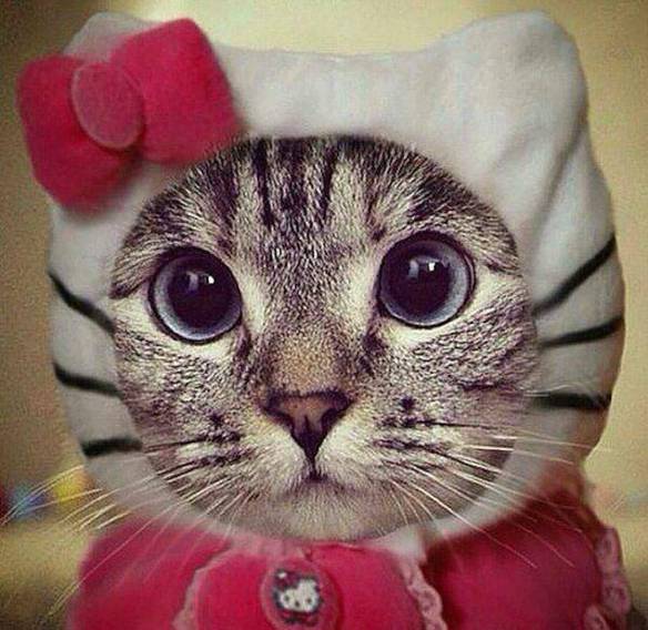 Imagem engraçada Verdadeiro Hello Kitty no iPiadas
