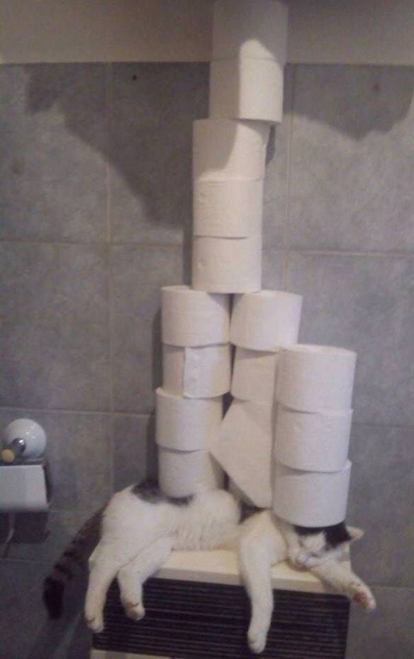 Imagem engraçada Minha Preguiça É Igual a Desse Gato no iPiadas