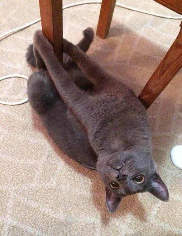 Imagem engraçada Arrasando no Pole Dance no iPiadas
