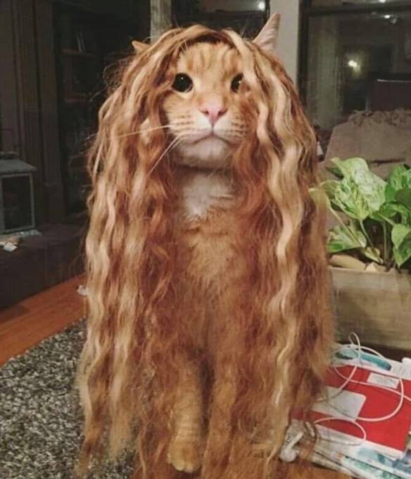 Imagem engraçada Gato da Elba no iPiadas