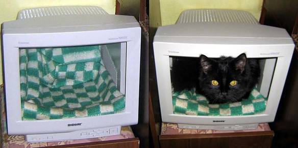 Imagem engraçada Minha Casa Minha Vida Meu Gato no iPiadas