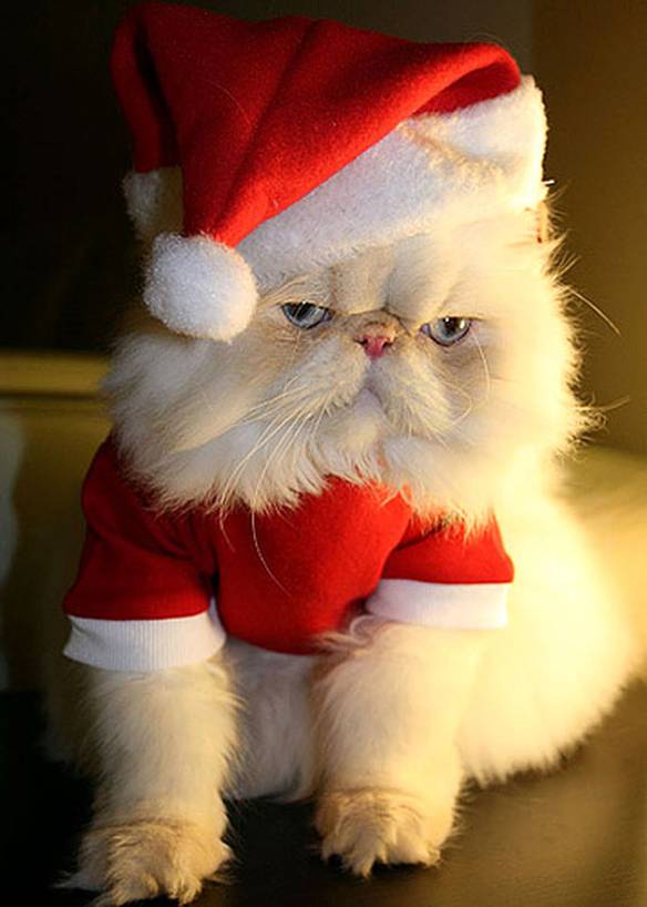 Imagem engraçada Minha Animação Para o Natal no iPiadas