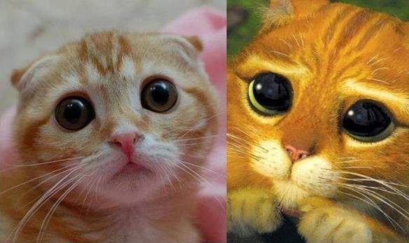 Imagem engraçada Gato de Botas Existe no iPiadas