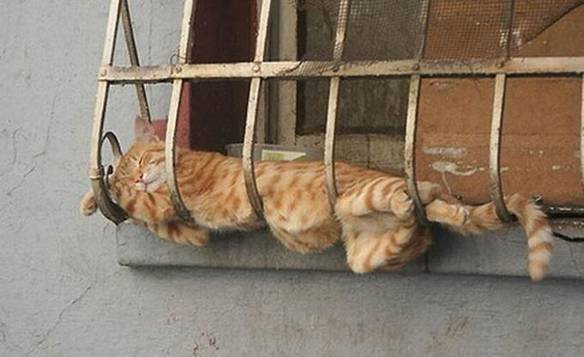 Imagem engraçada Cama de Gato no iPiadas
