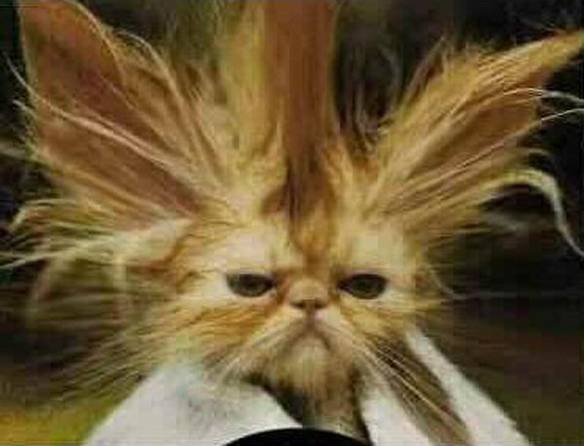 Imagem engraçada Não Sei o Que Está Pior: Meu Cabelo ou Minha Vida no iPiadas