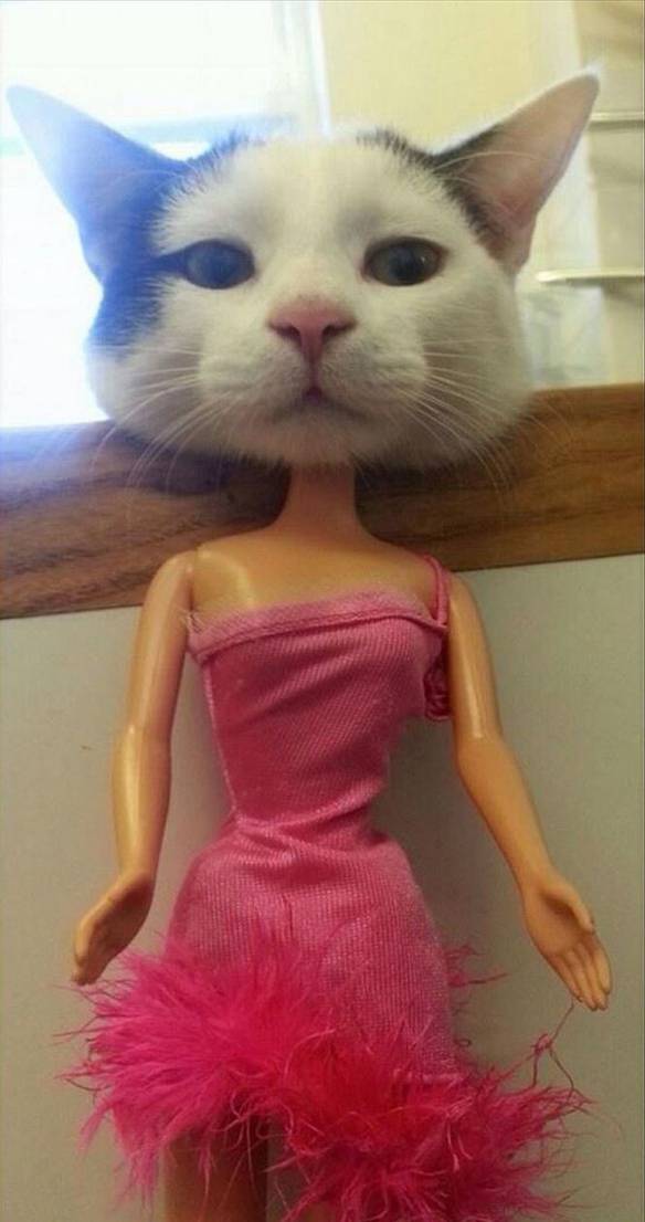 Imagem engraçada Gata-Barbie