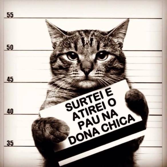 Imagem engraçada Mas o Gato Não Morreu... no iPiadas