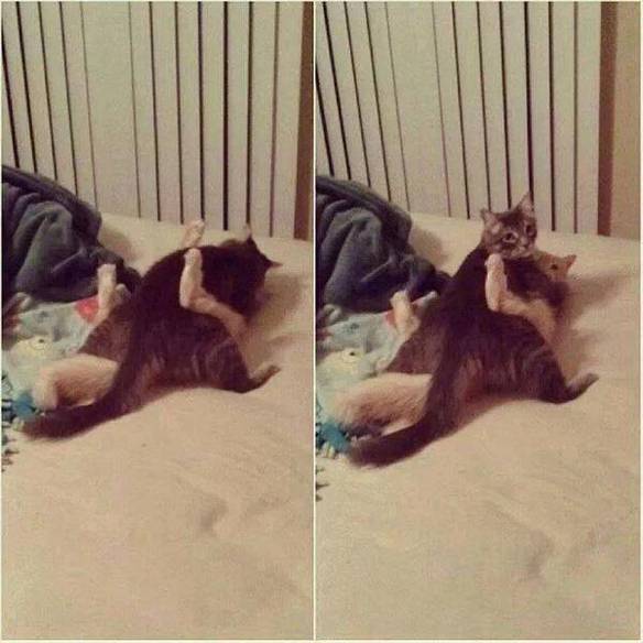 Imagem engraçada Calma, Eu Posso Explicar no iPiadas