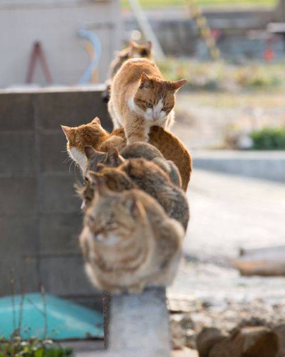 Imagem engraçada Odeio Trânsito no iPiadas