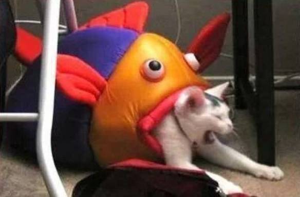 Imagem engraçada Acudam o Gato no iPiadas