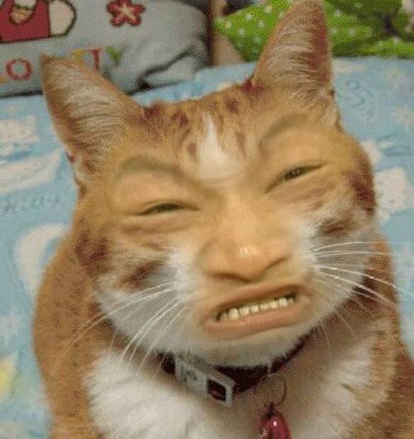 Gatinho Bonitinho
