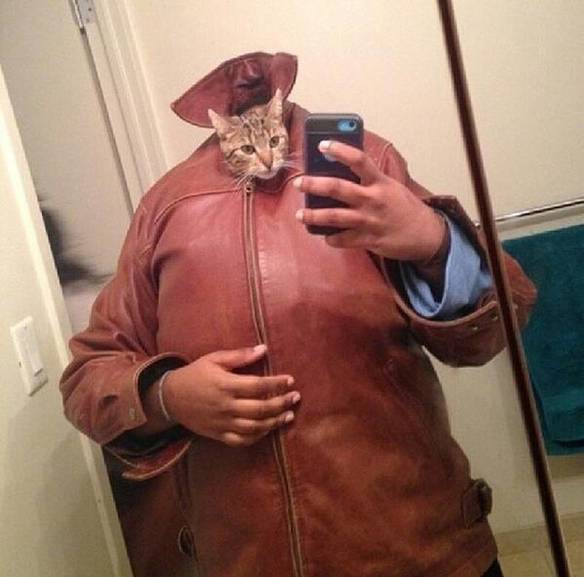 Gato Fotogênico