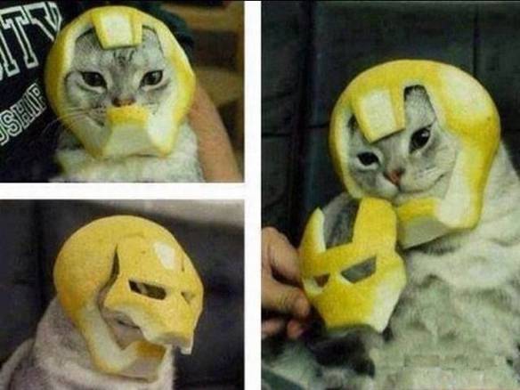 Gato Ranger