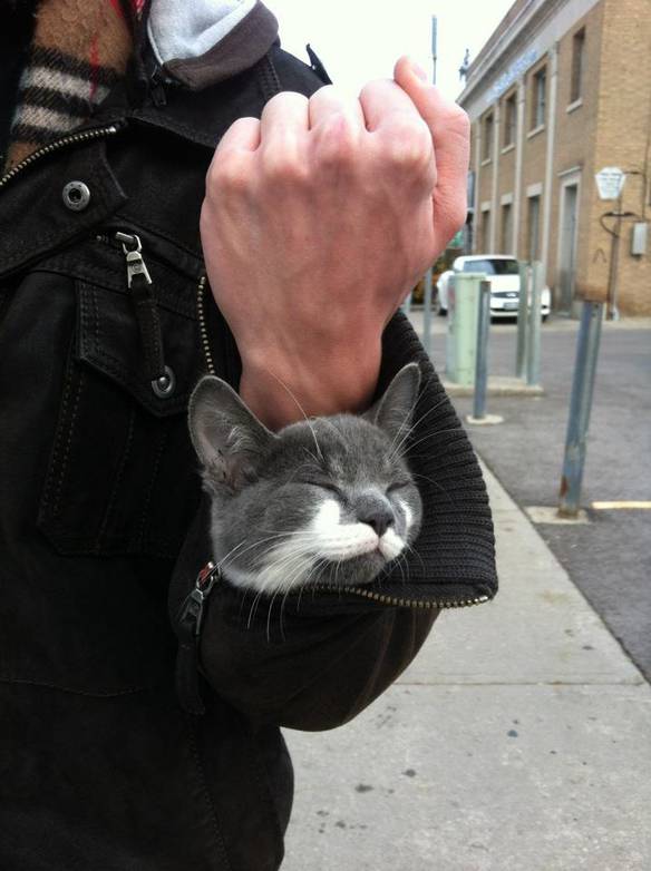 Gato Confortável