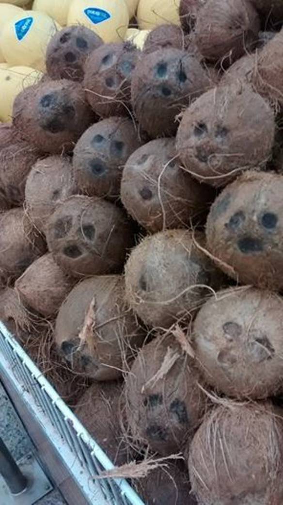 Imagem engraçada O Vale dos Cocos Tristes no iPiadas