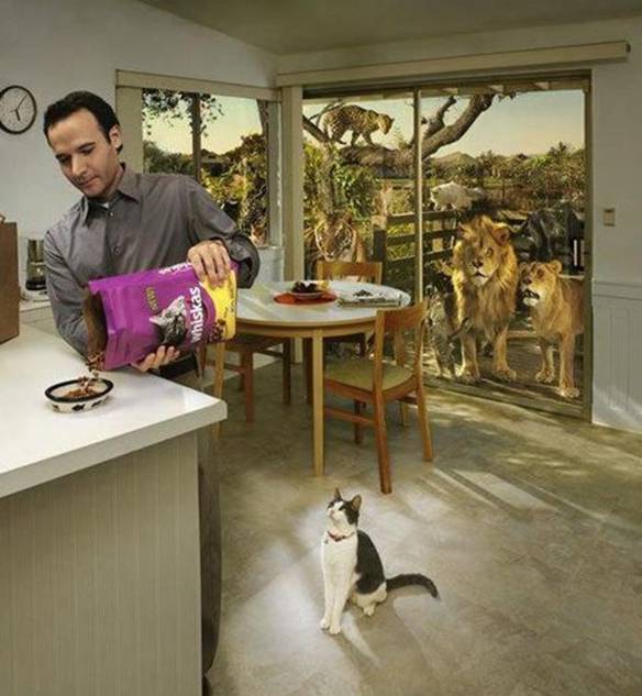 Imagem engraçada Comida para Gatos no iPiadas