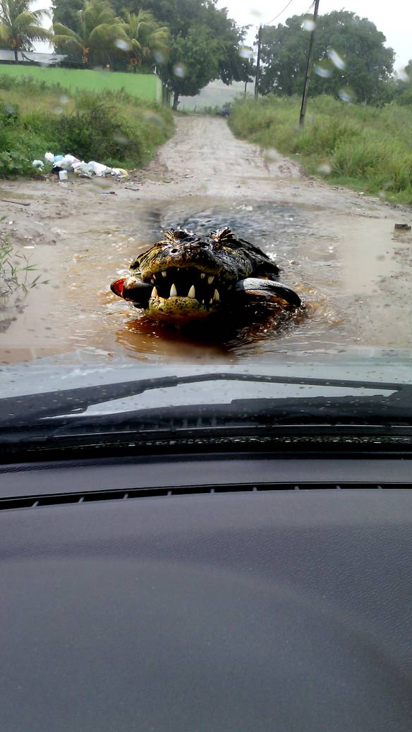 Imagem engraçada Um Perigo na Estrada no iPiadas