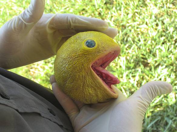 Imagem engraçada Pac-Man Real no iPiadas